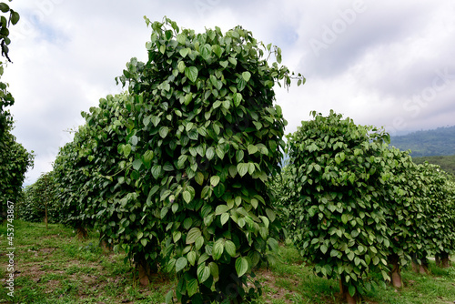 Garden Black pepper - plant with green berries and leaves (Kumily, Kerala, India) Fresh Peppercorn Berries on a Pepper Vine Leaf, Black pepper plant in Sri Lanka, green pepper on the tree. photo