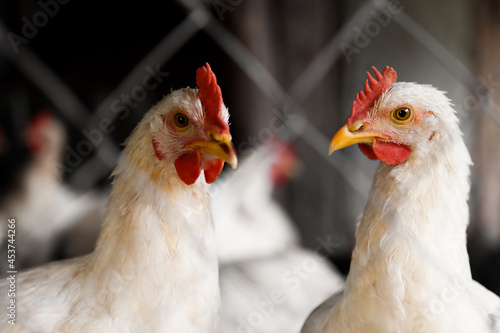 Several white chickens close-up behind a fence. Poultry farm for raising and breeding roosters.