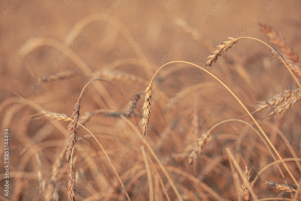 Fototapeta premium Ears of wheat or rye growing in the field at sunset. field of rye during the harvest period in an agricultural field. Background of ripening ears of wheat field. Rich harvest Concept. Label art design