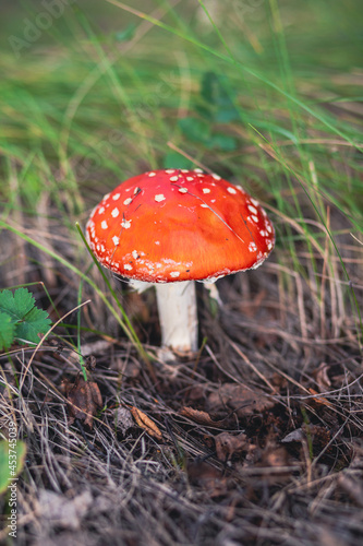 An inedible mushroom is a red fly agaric near a tree. Forest poisonous mushroom red fly agaric. Beautiful forest background with a red mushroom close-up.