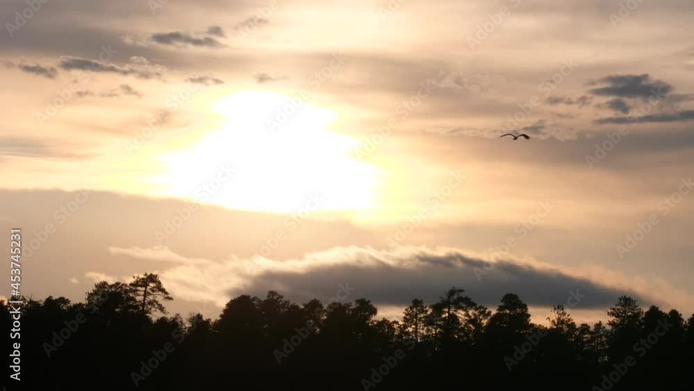 An osprey flies above the treetops silhouetted against the bright sky. An osprey flies above the treetops silhouetted against the bright sky.
