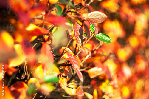 A background of autumn leaves.