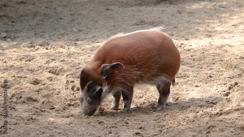 Red river hog, Potamochoerus porcus, also known as the bush pig. This pig has an acute sense of smell to locate food underground.