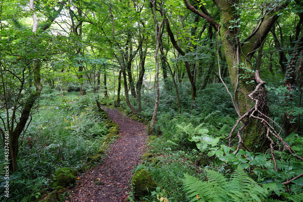 a flourishing summer forest with a path a flourishing summer forest with a path