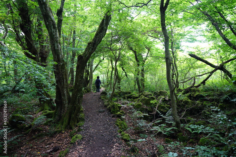 Obraz premium a flourishing summer forest with a path
