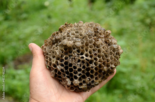 closeup the brown color honey bee comb hold hand over out of focus green brown background.