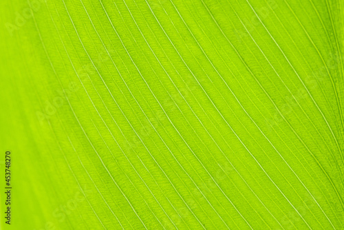 close up of green leaf texture background