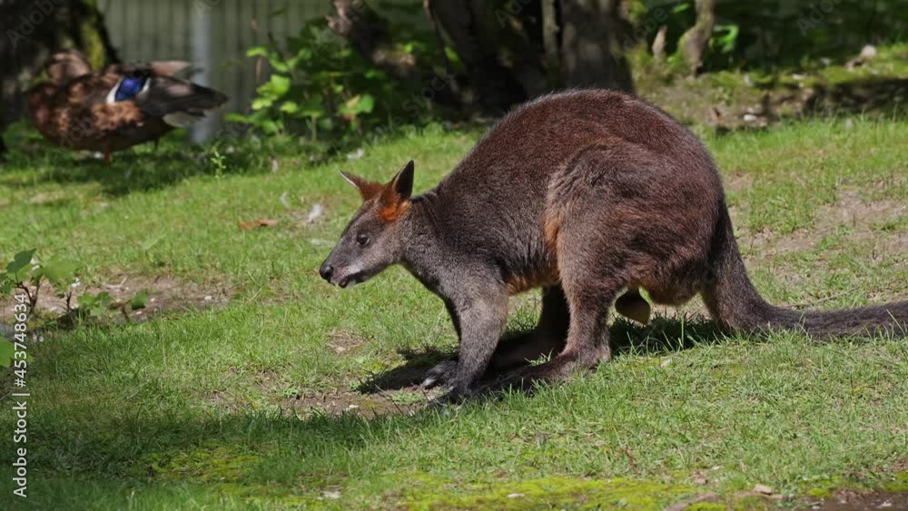 Swamp Wallaby, Wallabia bicolor, is one of the smaller kangaroos. This wallaby is also commonly known as the black wallaby Swamp Wallaby, Wallabia bicolor, is one of the smaller kangaroos. This wallaby is also commonly known as the black wallaby