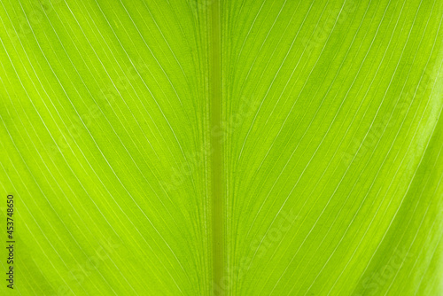 close up of green leaf texture background