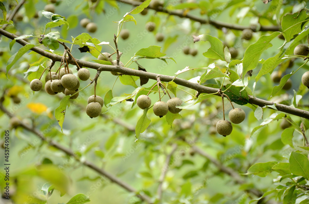 closeup the bunch ripe brown green tree fruit with leaves and branch growing in the forest. closeup the bunch ripe brown green tree fruit with leaves and branch growing in the forest.