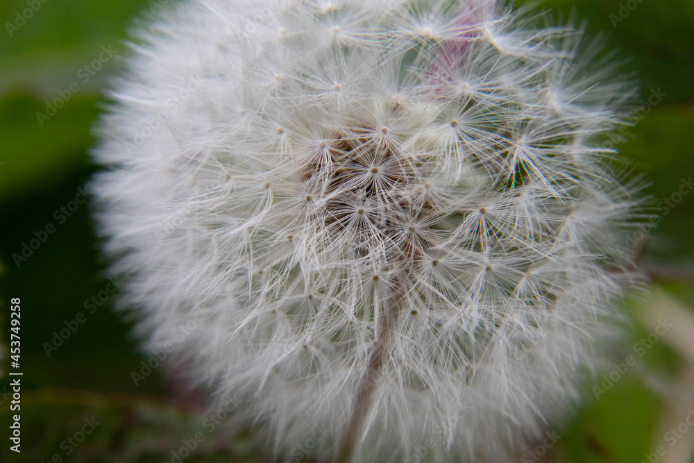 Fototapeta premium たんぽぽタネ