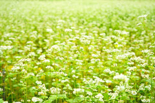 Fototapeta Naklejka Na Ścianę i Meble -  田舎にある白い花が咲く一面のそば畑