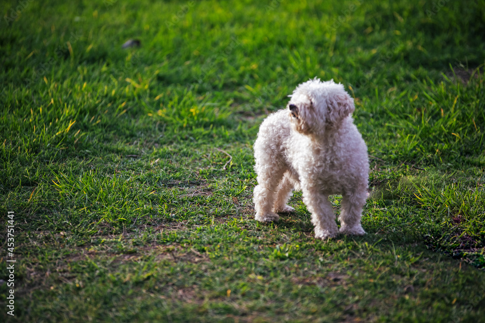 Cute dog in the park