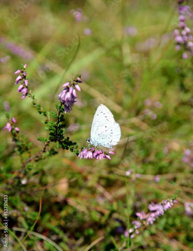Common blue buterfly Lycaena sits in blooming heather. photo