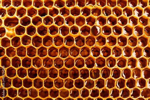 Texture of honey combs  closeup