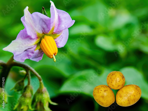 Harvest potatoes against the background of a flowering bush. Blooming potato bush flower. Raw food. Agricultural business. Farm harvest. Template for text. Business. Shop window. photo