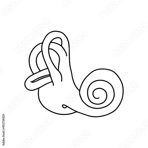 Human cochlea anatomy. The structure of the inner ear. photo