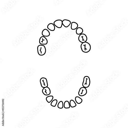 Human primary teeth. Dental scheme, outline, anatomical, hand drawn illustration on white background. Top view. Vector Stock illustration.