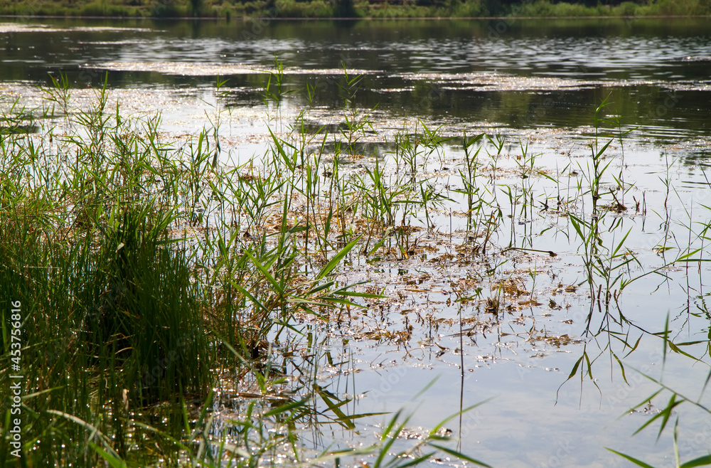 Swampy shore of a pond with reeds. Swampy shore of a pond with reeds.