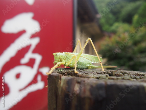 大山にいたバッタ