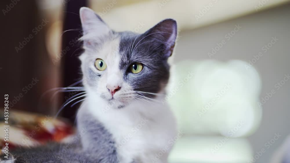 cat white cat clean the fur
lick cat licking fur
animal gray cat
pet sleeping cat white cat clean the fur
lick cat licking fur
animal gray cat
pet sleeping