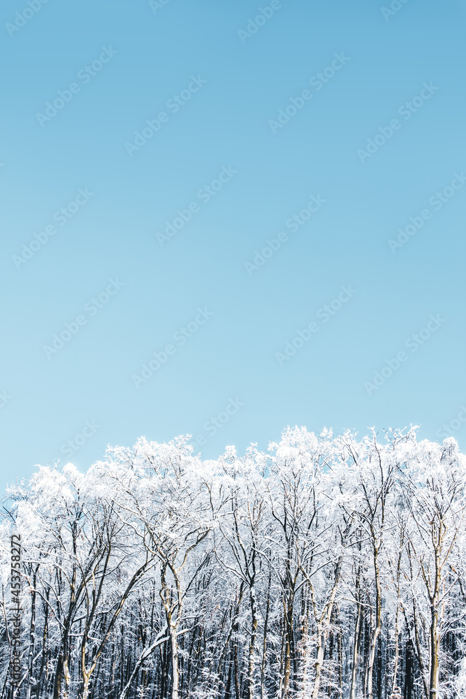 Beautiful deciduous trees or forest with snow on blue sky Beautiful deciduous trees or forest with snow on blue sky