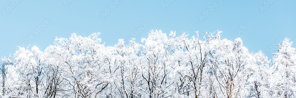 Panorama, forest covered with snow and ice, blue sky, winter background