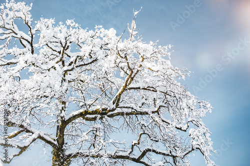 Wallpaper Mural Deciduous broadleaf tree covered with snow an ice, sunshine and blue sky Torontodigital.ca