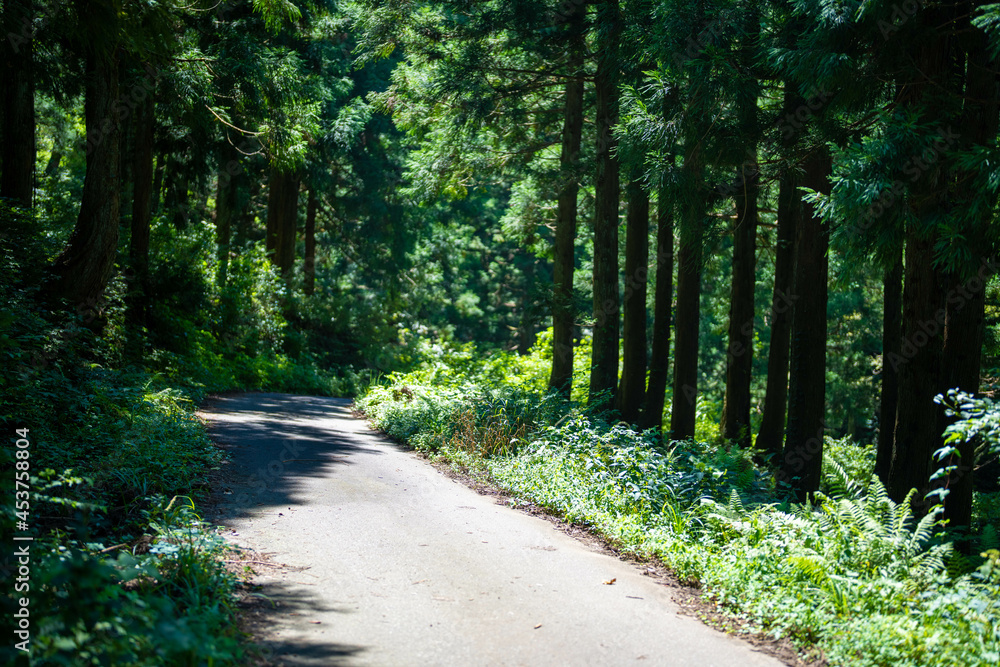 Fototapeta premium 富山県富山市の猿倉山、御前山、小佐波御前山を登山する風景 Scenery of climbing Sarukura Mountain, Gozen Mountain, and Ozanami Gozen Mountain in Toyama City, Toyama Prefecture. 