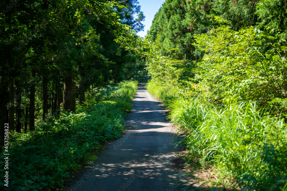 富山県富山市の猿倉山、御前山、小佐波御前山を登山する風景 Scenery of climbing Sarukura Mountain, Gozen Mountain, and Ozanami Gozen Mountain in Toyama City, Toyama Prefecture. 