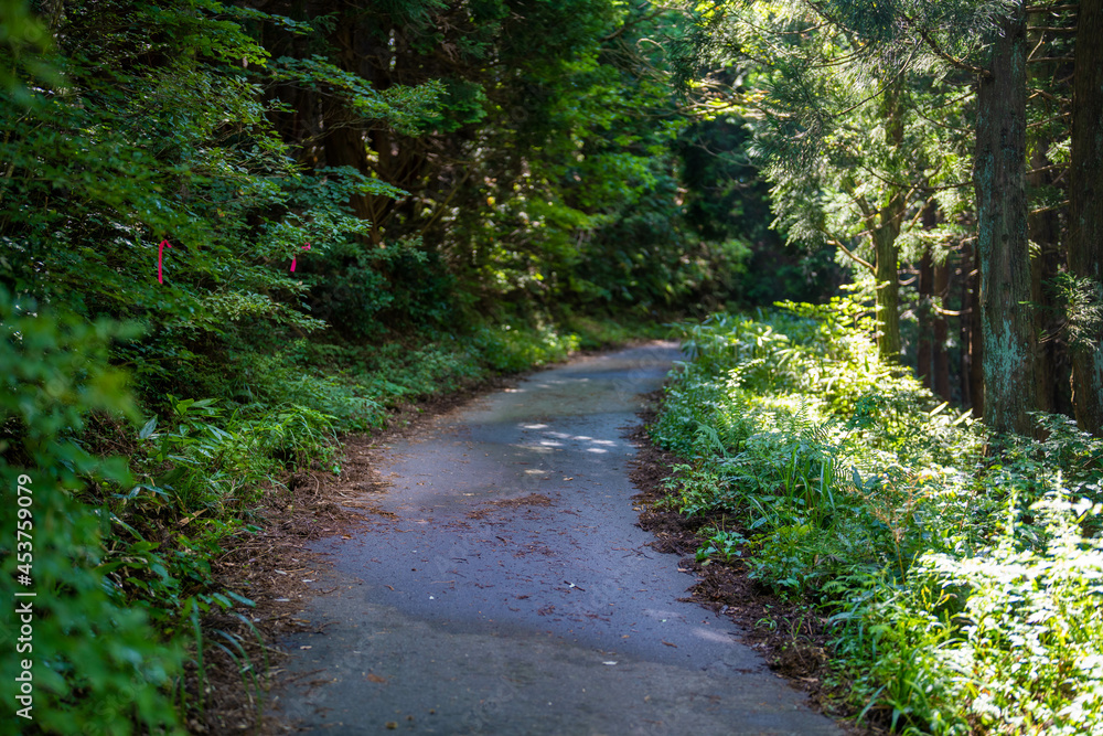Obraz premium 富山県富山市の猿倉山、御前山、小佐波御前山を登山する風景 Scenery of climbing Sarukura Mountain, Gozen Mountain, and Ozanami Gozen Mountain in Toyama City, Toyama Prefecture.