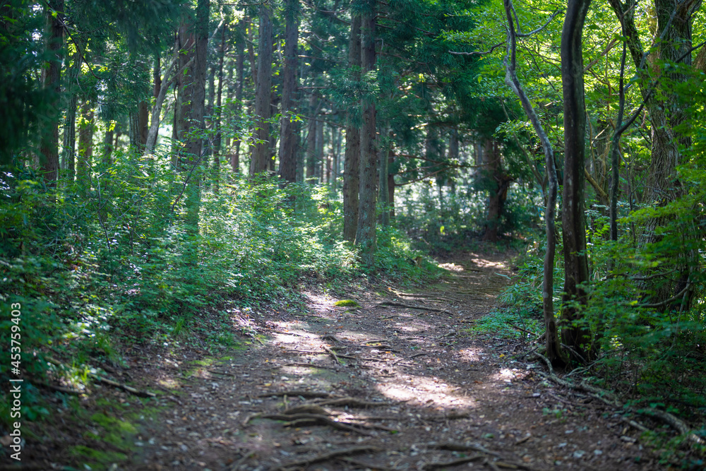 富山県富山市の猿倉山、御前山、小佐波御前山を登山する風景 Scenery of climbing Sarukura Mountain, Gozen Mountain, and Ozanami Gozen Mountain in Toyama City, Toyama Prefecture. 