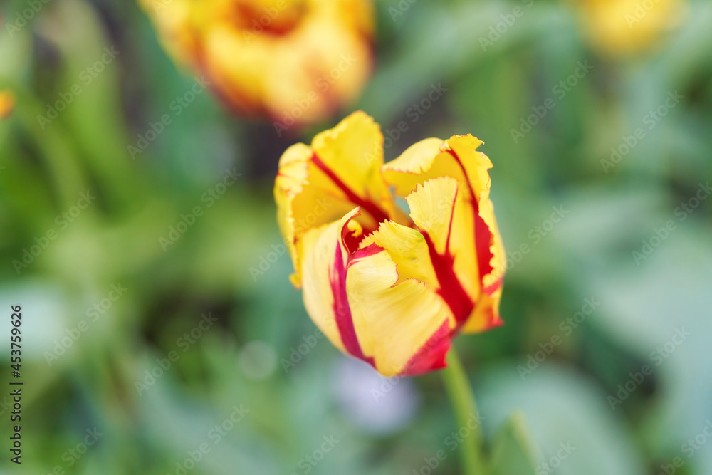 Bright flowers of tulips on a tulip field on a sunny morning Bright flowers of tulips on a tulip field on a sunny morning