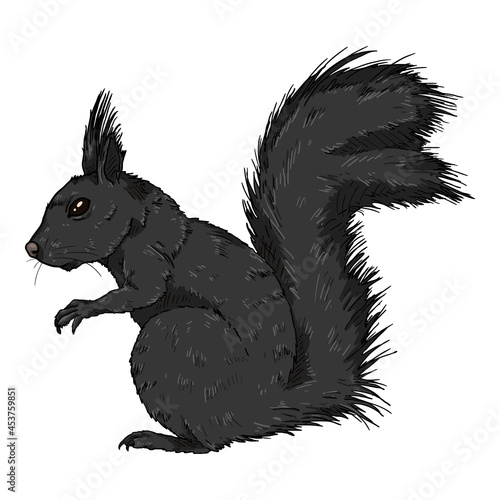 Vector Cartoon Black Squirrel Isolated Illustration.