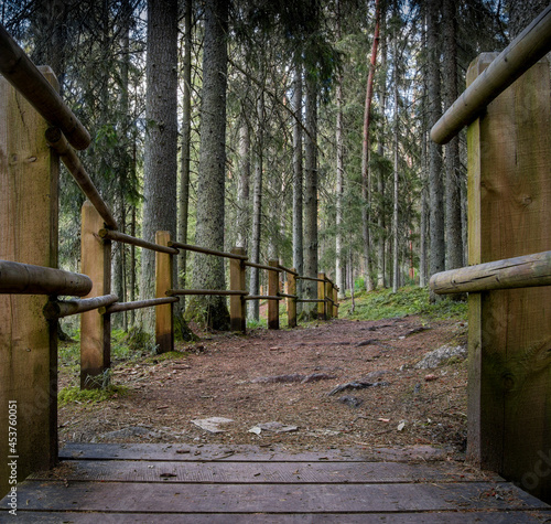 Path in the spruce forest