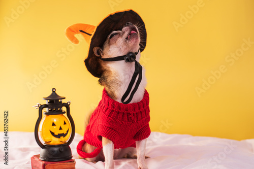 Little dog in clothes and glasses posing for Halloween. Smooth purebred chihuahua in clothes on a yellow background