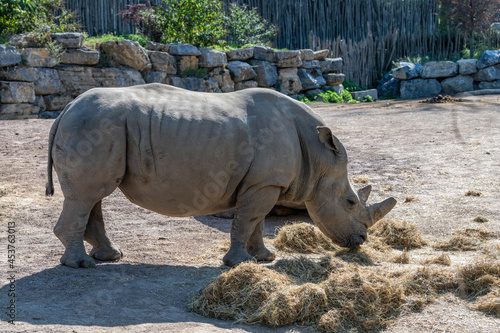 Rhino in an animal park