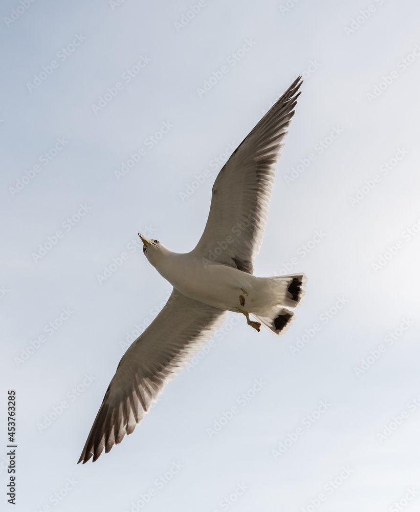 Flying seagull in the light blue sky. Flying seagull in the light blue sky.