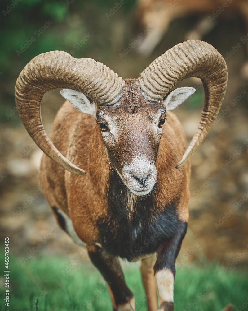 Mouflon and Deers in their typical environment. High quality photo Mouflon and Deers in their typical environment. High quality photo