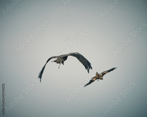 Red Kite Milan Eagle activity in Germany. High quality photo