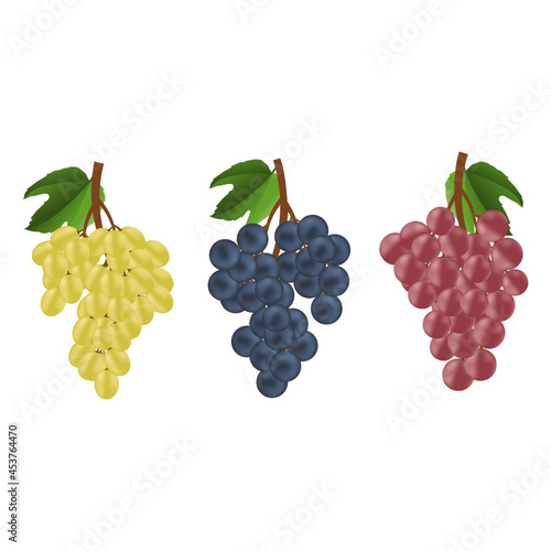 Collection of grape icon on white background, vector illustration
