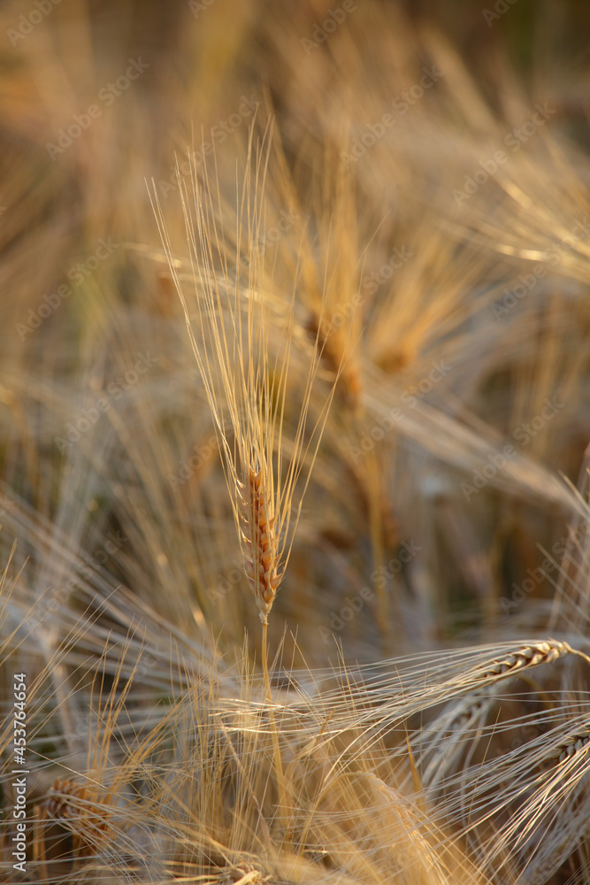Detail of golden yellow Wheat in a cultivated field in Italy Detail of golden yellow Wheat in a cultivated field in Italy