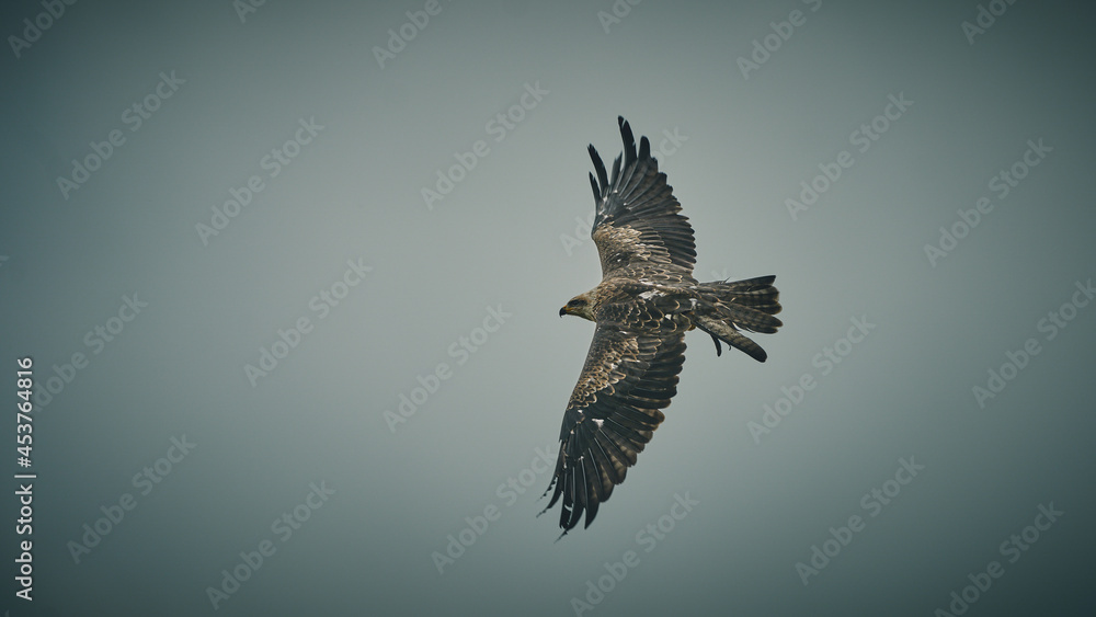 Fototapeta premium Red Kite Milan Eagle activity in Germany. High quality photo