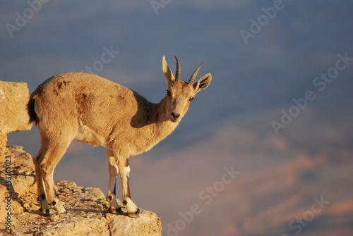 Ibex on the edge of the Machtesh Ramon in Mitzpe Ramon, Israel, Negev desert photo
