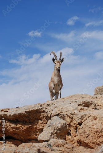 Ibex on the edge of the Machtesh Ramon in Mitzpe Ramon, Israel, Negev desert