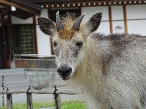 お寺に現れた二ホンカモシカ