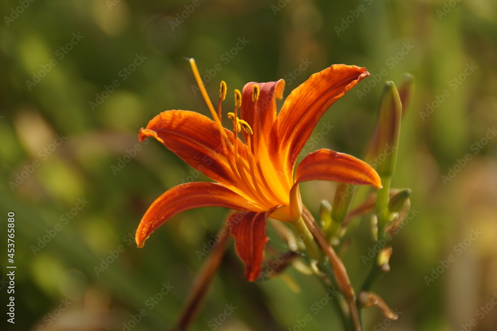 orange tiger lily orange tiger lily