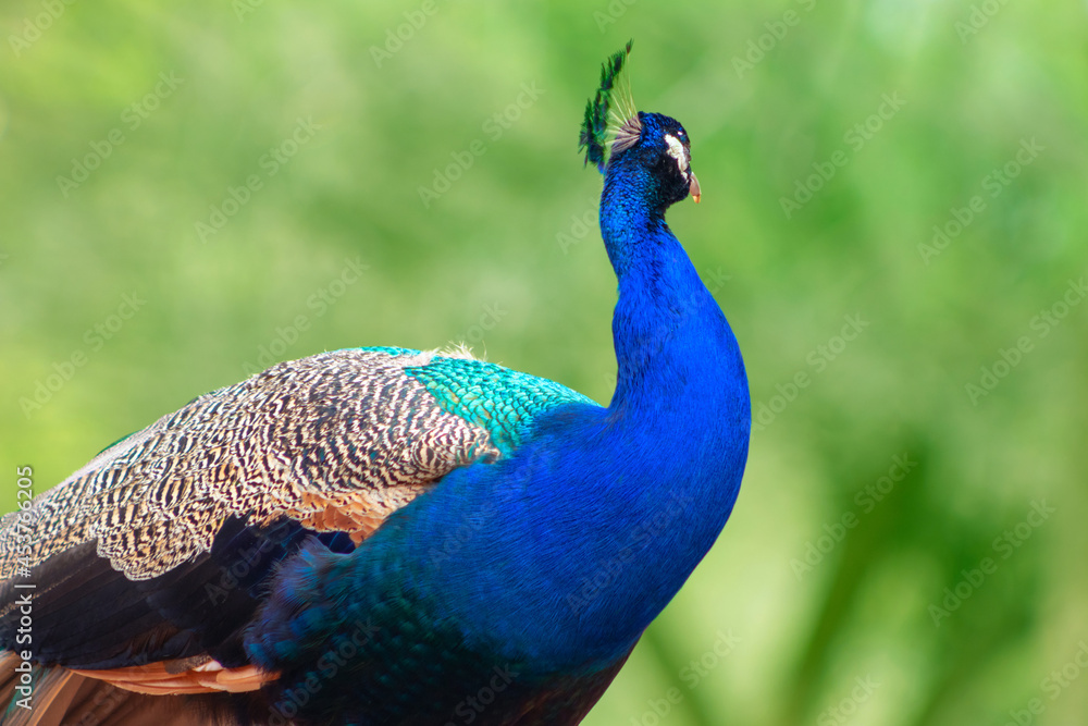 Wild african life. Close up of the cute peacock ( brightly bird) on a blur background Wild african life. Close up of the cute peacock ( brightly bird) on a blur background