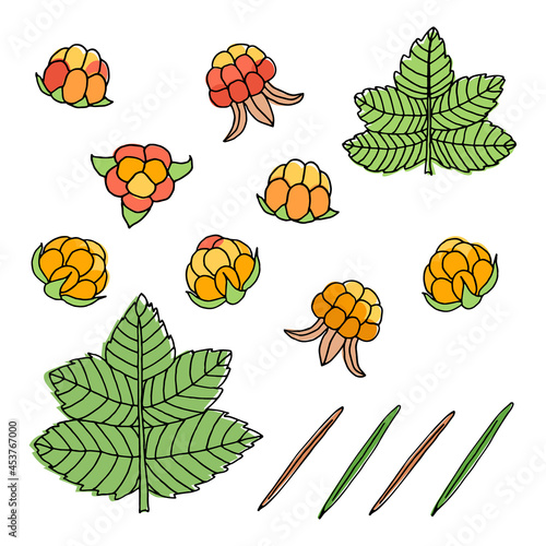 A set of different cloudberry berries, leaves and coniferous needles. A vector image.