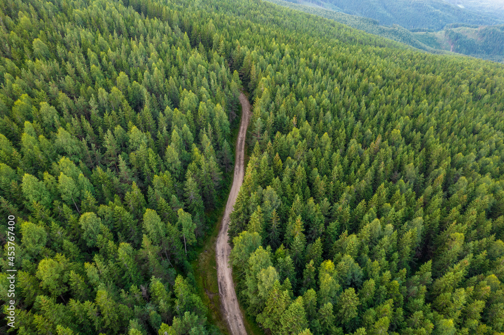 Aerial top down  view of country road in pine forest in the evening at twilight. Cinematic drone view.